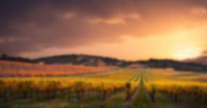 wine slider 2 img min 1