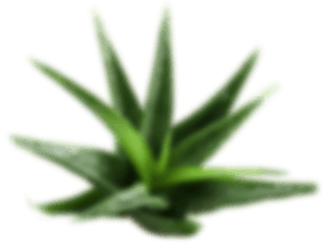 cosmetics aloe layer 1